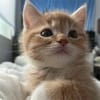 মিজানুর রহমান avatar